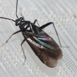 Orthocephalus saltator